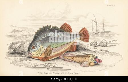 Le meunier de Cornouailles, Lepadogaster purpurea 1, et le meunier ou lompe, Cyclopterus lumpus 2. Gravure sur acier colorée à la main par William Lizars d'après une illustration de James Stewart de Sir William Jardine's Library, Ichthyology, British Fishes, W.H. Lizars, Édimbourg, 1843. Banque D'Images