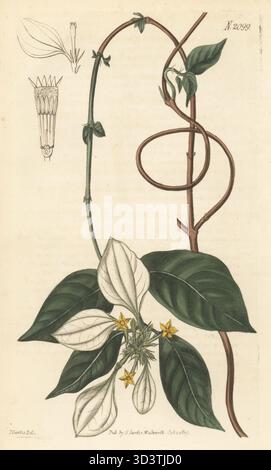 Mussaenda chinois, daun putri ou nusa indah, Mussaenda pubescens. Originaire d'Indonésie et de Chine, d'après un spécimen de William Kent à Clapton. Gravure sur cuivre colorée à la main par Weddell d'après une illustration botanique de John Curtis du Curtis's Botanical Magazine, édité par John Sims, Londres, 1819. Banque D'Images