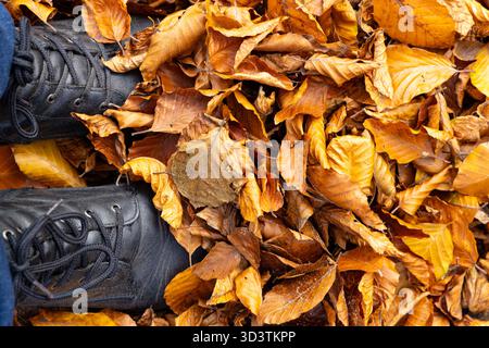 Marcher le long des sentiers de la forêt d'automne avec des hêtres dans des couleurs vibrantes envoûtantes Banque D'Images