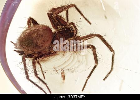 Belle araignée conservée en ambre Baltique Eocène, 40 MYO, montrant le corps détaillé et les jambes dans une vue rapprochée Banque D'Images