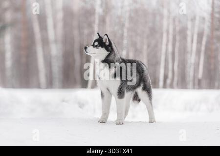 Jeune Husky sibérien debout en alerte sur un champ enneigé, regardant latéralement, fond de forêt de bouleaux. Banque D'Images