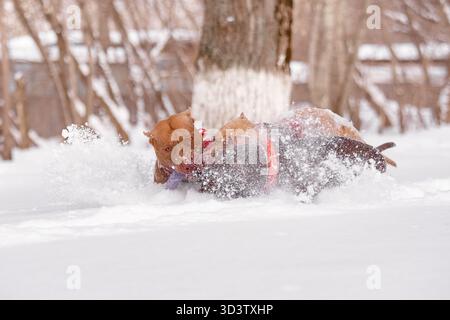 Deux chiens pitbull jouant remorqueur de guerre avec jouet dans la neige tandis que des flocons de neige volent autour d'eux. Banque D'Images