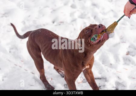 Pitbull brun jouant au remorqueur de guerre avec un jouet tenu par une personne dans un environnement extérieur enneigé. Banque D'Images
