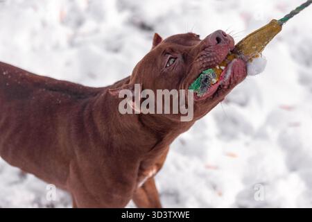 Gros plan brun pitbull jouet de corde de préhension dans une scène extérieure enneigée montrant des dents et des détails musculaires. Banque D'Images