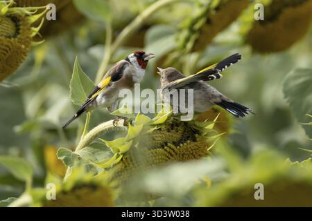Orfèvre d'Europe (Carduelis carduelis) oiseau adulte nourrissant un bébé juvénile naissant sur une tête de graines de tournesol dans un champ de tournesols, Angleterre, Unite Banque D'Images