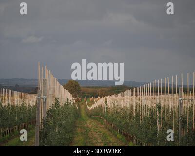 Sittingbourne, Kent, Royaume-Uni. 7 novembre 2025. Météo Royaume-Uni : scènes d'automne près de Sittingbourne dans le Kent. Crédit : James Bell/Alamy Live News Banque D'Images