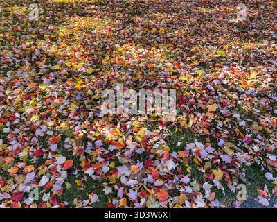 Feuilles d'automne colorées sur une pelouse, plein cadre Banque D'Images