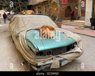 Deux chiens baladi errants égyptiens dorment sur une vieille voiture couverte au Caire, en Égypte Banque D'Images