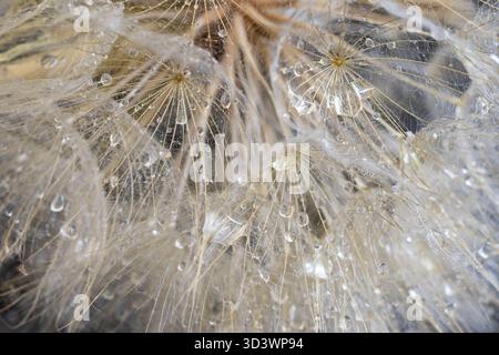 Une macro-photographie en gros plan de graines de pissenlit avec de nombreuses petites gouttelettes d'eau. Banque D'Images