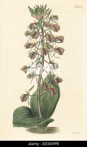 Orchidée large brune, Liparis liliifolia (Ophrys lilifolia). Malaxie à feuilles de lis, malaxie lilifolia. Originaire d'Amérique du Nord, élevé d'abord dans le jardin de Peter Collinson. Gravure sur cuivre colorée à la main par Weddell d'après une illustration botanique par un artiste inconnu du Curtis's Botanical Magazine, édité par John Sims, Londres, 1818. Banque D'Images