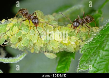 Une colonie de pucerons verts sans ailes sur une pousse de framboise et de fourmis buvant du miellat sécrété par ces insectes. Banque D'Images