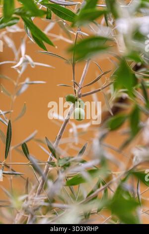 Olives vertes mûrissant sur une branche avec un fond flou Banque D'Images