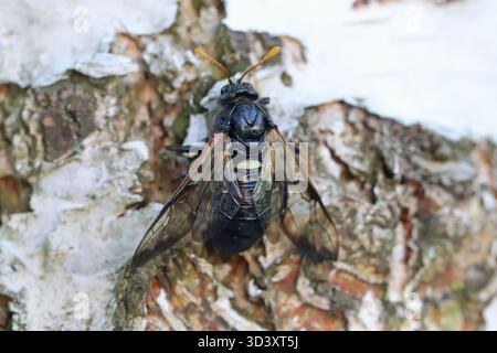 Cimbex femoratus, la sciette de bouleau sur un tronc de bouleau. Banque D'Images
