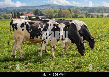 Bovins allemands à pied noir - troupeau de vaches laitières qui paissent sur le pâturage de pissenlits, Hesse, Allemagne Banque D'Images