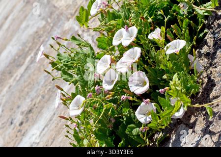 Field Bindweed (convolvulus arvensis), gros plan montrant la plante qui pousse et fleurit à partir d'une fissure dans les défenses marines en béton. Banque D'Images