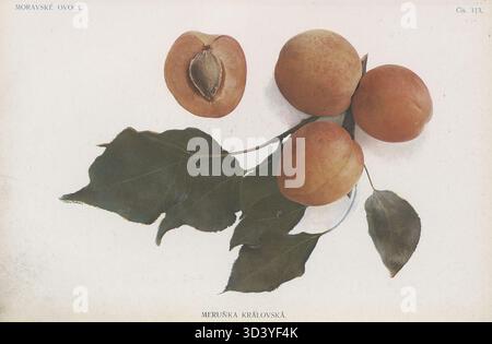Cette illustration du livre de 1907 *Moravské ovoce* de František Suchý représente *Meruka královská* (Royal Medlar), une variété de fruits. L'œuvre d'art met en valeur les caractéristiques du fruit, fournissant un aperçu botanique de la culture des fruits moraves au début du XXe siècle. Banque D'Images