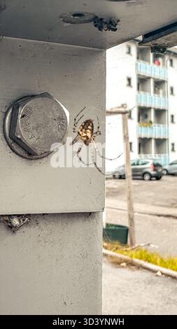 Vue rapprochée d'une araignée tissant habilement sa toile complexe sur une structure métallique, avec un environnement urbain en arrière-plan avec des bâtiments A. Banque D'Images