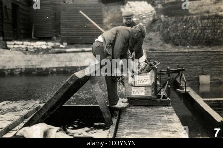 Pêche au homard sur l'Escaut en Belgique. Après leur arrivée au port, les homards capturés sont pesés. Photo, 1925. Banque D'Images