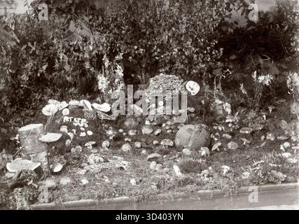 Champignons exposés à la 1ère exposition mycologique nationale à Zeist, pays-Bas, 1910. L'exposition présentait différents types de champignons et de champignons pour le public et l'étude scientifique. Banque D'Images