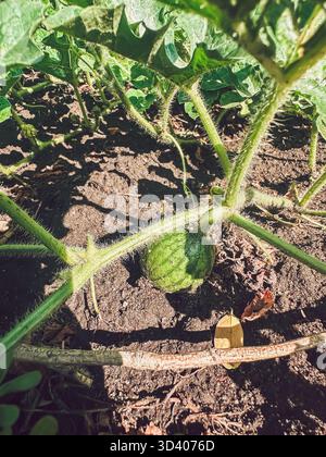 Fruit de pastèque se développant sur la vigne, niché parmi des feuilles vertes luxuriantes dans un jardin, mettant en valeur la croissance naturelle et l'agriculture Banque D'Images