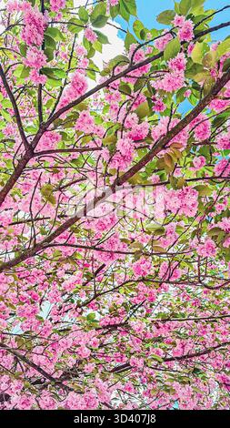 Les fleurs de cerisier rose éclatantes fleurissent sur les branches, créant un affichage visuel époustouflant sur un ciel bleu clair, mettant en valeur la beauté de la nature Banque D'Images