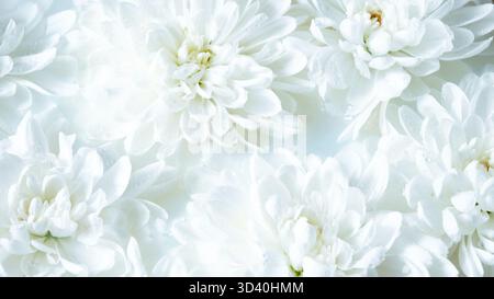 Bannière horizontale avec chrysanthèmes blancs frais. Texture florale minimale pour les en-têtes de site Web, les promotions de spa et les mises en page élégantes. Banque D'Images