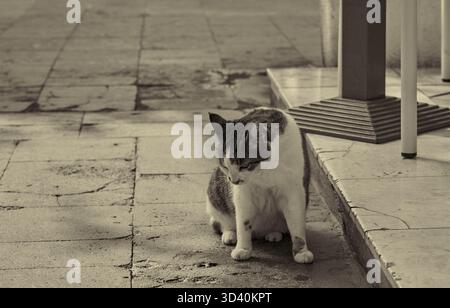 Un chat rouge et blanc se repose à l'ombre. Banque D'Images