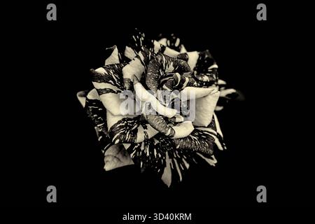 Rose en noir et blanc avec fond sombre. Banque D'Images