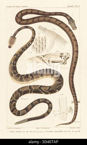 Additionneur ou vipère européen commun, Vipera berus 1, et crotale à sonnette, crotale à canebrake ou crotale à baguettes, Crotalus horridus 2. Gravure sur cuivres pointillés à la main par Eugène Giraud d'après une illustration de Felix-Edouard Guérin-Méneville et Edouard Travies tirée de Guérin-Méneville's iconographie du règne animal de George Cuvier, iconographie du Royaume animal par George Cuvier, J. B. Baillière, Paris, 1829-1844. Banque D'Images