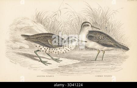 Pipape-sable tacheté, Actitis macularius et pipape-sable commun, Actitis hypoleucos. Totanos tacheté, Totanus macularius, et totanos commun, Totanus hypoleucus. Gravure sur acier colorée à la main par William Lizars d'après une illustration de James Stewart tirée de Sir William Jardine's Ornithology, British Birds, Rasores and Grallatores, Vol. XXVI de la Bibliothèque naturaliste, W.H. Lizars, Édimbourg, 1843. Banque D'Images