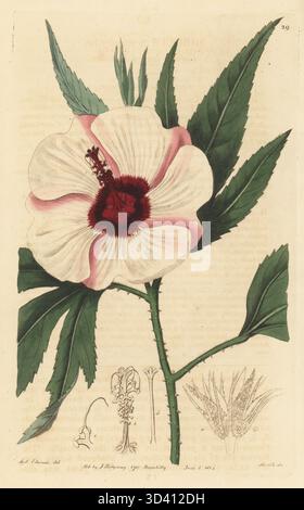 Rosella indigène ou hibiscus à feuilles diverses, Hibiscus heterophyllus. Originaire de Nouvelle-Galles du Sud, Australie, découvert par le brutal soldat écossais colonel William Paterson sur les rives de la rivière Hawkesbury. Gravure sur cuivre colorée à la main par P.W. Smith d'après une illustration botanique de Sydenham Edwards tirée de son propre registre botanique, J. Ridgeway, Londres, 1815. Banque D'Images