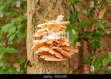 Une formation naturelle de champignons d'huître roses se répand sur le bois altéré, mettant en évidence la structure complexe des chapeaux qui se chevauchent et des branchies fines Banque D'Images