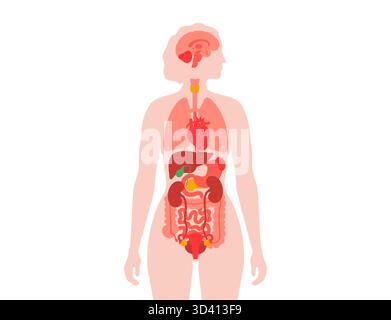 Illustration des organes internes dans le corps humain. Banque D'Images