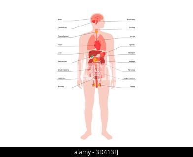 Illustration des organes internes dans le corps humain. Banque D'Images