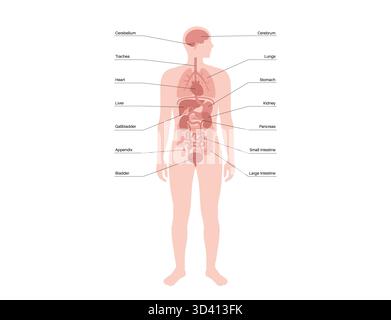 Illustration des organes internes dans le corps humain. Banque D'Images