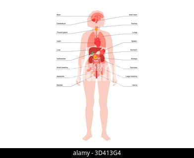 Illustration des organes internes dans le corps humain. Banque D'Images
