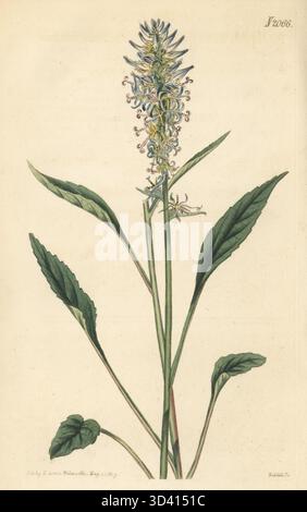 rampion à feuilles de Bétonie, Phyteuma betonicifolium. Spécimen de Thomas Jenkins' Botanical Nursery, Gloucester-place, New Road. Phyteuma scorzonerifolium. Gravure sur cuivre colorée à la main par Weddell d'après une illustration botanique par un artiste inconnu du Curtis's Botanical Magazine, édité par John Sims, Londres, 1819. Banque D'Images
