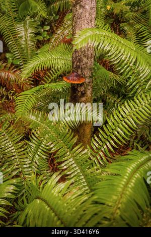Un seul champignon de plateau orange (champignon) pousse sur un tronc d'arbre, entouré de fougères vertes vives et d'un feuillage flou au premier plan. Banque D'Images