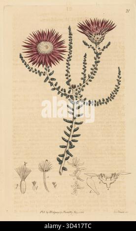 Espèce éternelle, Helichrysum proliferum. Elichryse germe, Elichrysum proliferum. Gravure sur cuivre colorée à la main d'après une illustration botanique de Sydenham Edwards tirée de son propre registre botanique, J. Ridgeway, Londres, 1815. Banque D'Images