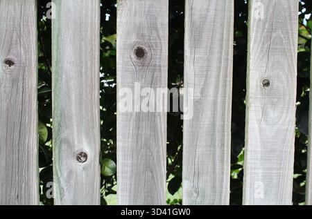 Gros plan des planches d'une clôture en bois avec des feuilles vertes culminant à travers les lacunes Banque D'Images