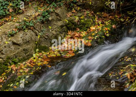 Un petit ruisseau coule sur des rochers entourés de feuilles d'automne. Banque D'Images