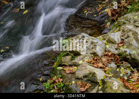 Un petit ruisseau coule sur des rochers entourés de feuilles d'automne. Banque D'Images