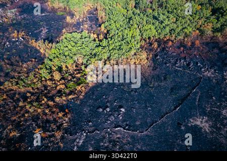 Un contraste frappant entre la vie et la mort après un incendie de forêt, la vie et la mort Banque D'Images