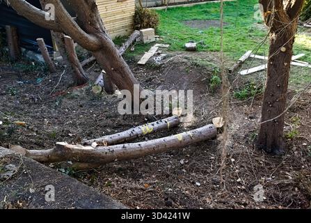 Arbres coupés sur le sol lors d'un nettoyage de jardin sur London Road. Banque D'Images