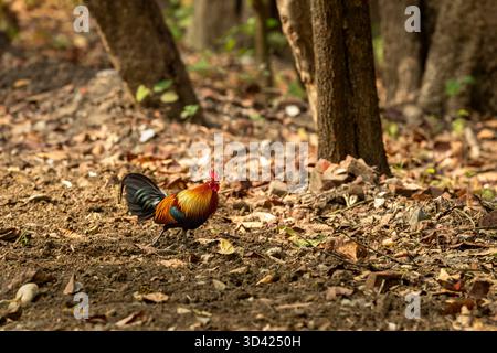 Mâle sauvage junglefowl rouge Gallus gallus oiseau ancêtre sauvage de la volaille domestique ou poulet marchant en safari à la réserve forestière du parc national de Pilibhit Banque D'Images