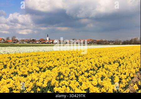 Vue panoramique des champs de jonquilles jaunes et blanches Banque D'Images