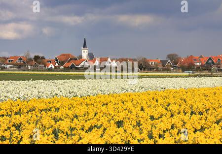 Den Hoorn, Texel, Hollande, 04/12/2012 Description : vue panoramique des champs de jonquilles jaunes et blanches Banque D'Images