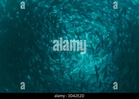 Un troupeau de poissons à l'intérieur de la ferme piscicole, reproduisant des poissons commerciaux dans la ferme piscicole Banque D'Images