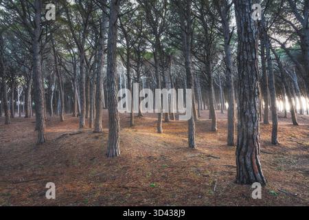 Forêt de Pinewood au coucher du soleil, Tombolo di Marina di Cecina, Maremme, Toscane, Italie Europe. Banque D'Images
