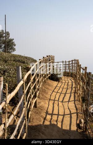 Clôture typique, chemin et buissons de thé près du point de vue Castleton Tea Garden, Kurseong, Darjeeling, Inde Banque D'Images